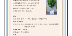 如何开盆栽植物店(如何开一家盆栽花卉店)