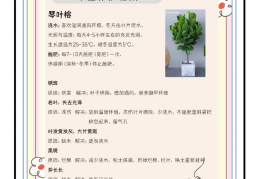 如何开盆栽植物店(如何开一家盆栽花卉店)