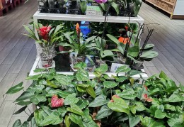 想开一家盆栽花卉店要怎样做(想开一家盆栽花卉店要怎样做才好)