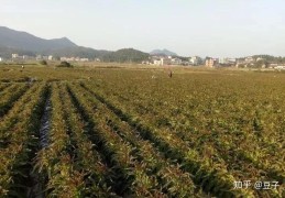 50岁农村人创业好吗知乎(50多岁的农村人能干点什么)