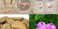 中药川冬是什么中药的别名(中药川冬是什么中药的别名和功效)