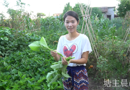 塘主晨晨最近怎么了(塘主晨晨的西瓜个人主页)