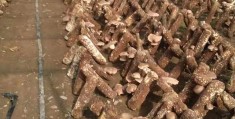 农民致富带头人主要事迹3000字(农村致富带头人先进事迹材料优秀农民)