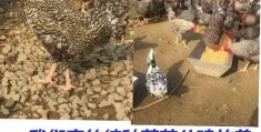 致富经养殖视频(致富经养殖视频大全)