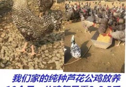 致富经养殖视频(致富经养殖视频大全)