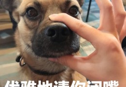 闭嘴图片大全可爱(闭嘴图片大全可爱卡通)