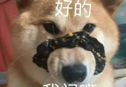 闭嘴的表情图发朋友圈咋回复(闭嘴闭嘴闭嘴怎么回复)