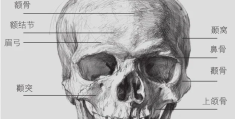 素描脸部三庭五眼画法步骤(素描人头像三庭五眼怎么区分)