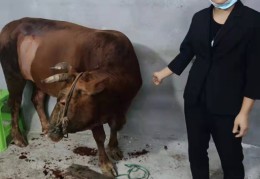 致富经养牛视频播放(农业节目致富经养牛视频)