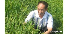 袁隆平人物小传500字(袁隆平人物传记作文300字)