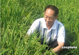 袁隆平人物小传500字(袁隆平人物传记作文300字)