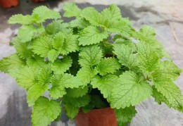 香味盆栽(香味盆栽植物)