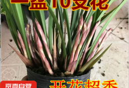 有香味的小型盆栽有哪些(有香味的小型盆栽有哪些品种)
