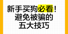 新手如何通过网络挣钱又不会被骗(新手如何通过网络挣钱又不会被骗呢)