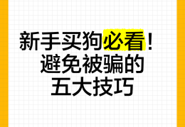 新手如何通过网络挣钱又不会被骗(新手如何通过网络挣钱又不会被骗呢)