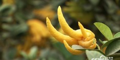 致富经一亩地赚60万水产业种植技术的简单介绍