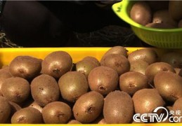 养殖致富经一年赚多少钱(致富经创业项目 农村养殖)