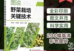 野菜前景与市场(野菜市场现状分析)