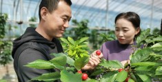 种植樱桃挣钱吗(种植樱桃挣钱吗现在)