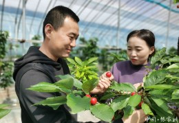 种植樱桃挣钱吗(种植樱桃挣钱吗现在)