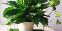 香味的盆栽植物(香味浓的盆栽植物)