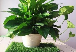 香味的盆栽植物(香味浓的盆栽植物)