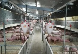 致富网养殖业怎么样知乎(致富网小投资项目2020养殖)