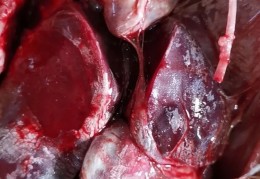 关于李茂发一病一绝招全部视频治疗牙疼的视频的信息