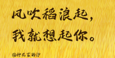 袁隆平人物素材积累200字以上的简单介绍