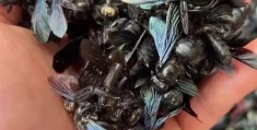 致富经养野蜂(致富经养马蜂技术视频)