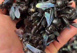 致富经养野蜂(致富经养马蜂技术视频)