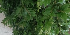 盆景香(盆景香烟图片)