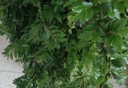 盆景香(盆景香烟图片)