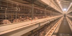 2019年致富经养鸡视频(致富经cctv7养土鸡视频)