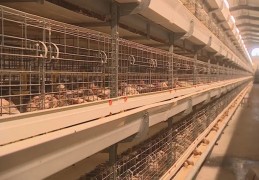 2019年致富经养鸡视频(致富经cctv7养土鸡视频)