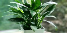 家里盆栽养什么好而且还香(家里盆栽养什么好而且还香的植物)
