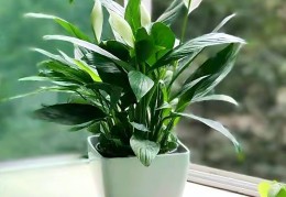 家里盆栽养什么好而且还香(家里盆栽养什么好而且还香的植物)