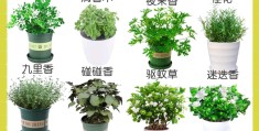 香味植物盆景店好做吗多少钱(香味植物盆景店好做吗多少钱一盆)