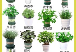香味植物盆景店好做吗多少钱(香味植物盆景店好做吗多少钱一盆)