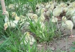农村搞小型养殖需要什么手续(农村搞小型养殖需要什么手续和证件)