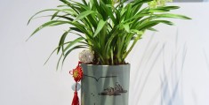 开家香味植物盆景店要多少钱一个月(开家香味植物盆景店要多少钱一个月呢)
