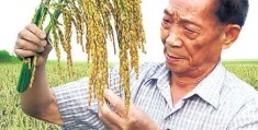 袁隆平人物事迹简短图文(袁隆平人物事迹简短图文300字)