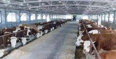 未来10大暴利养殖肉牛品种(2021年养肉牛行业是否有前景)