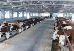 未来10大暴利养殖肉牛品种(2021年养肉牛行业是否有前景)
