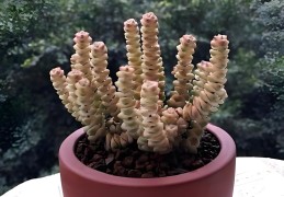 小本钱养殖什么能挣钱呢(小本养殖业什么最赚钱农村)