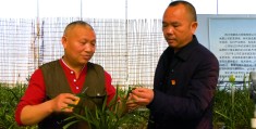 致富带头人先进事迹(致富带头人先进事迹大棚蔬菜模板)