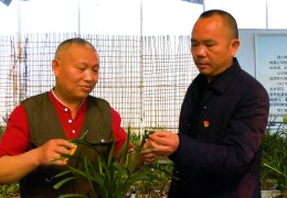 致富带头人先进事迹(致富带头人先进事迹大棚蔬菜模板)