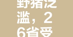 致富经野猪(致富经野猪养殖基地)
