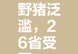 致富经野猪(致富经野猪养殖基地)