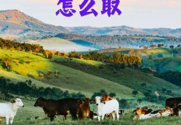 互联网创业网名大全(互联网创业的句子经典语句)
